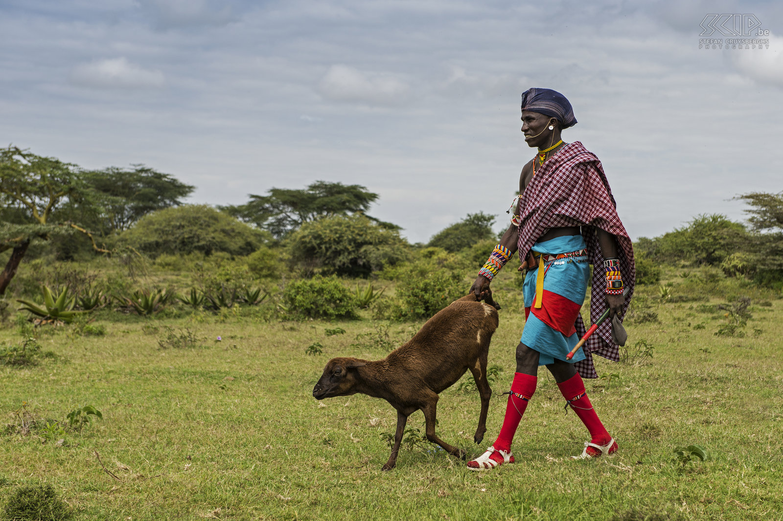 Kisima - Samburu moran met geit Samburu moran (krijger) met een geit op de veemarkt van Kisima. Stefan Cruysberghs